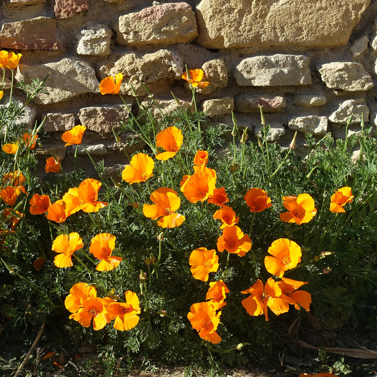 Pavot de californie 'Aurantiaca' - Eschscholzia californica 'Aurantiaca' - Willemse