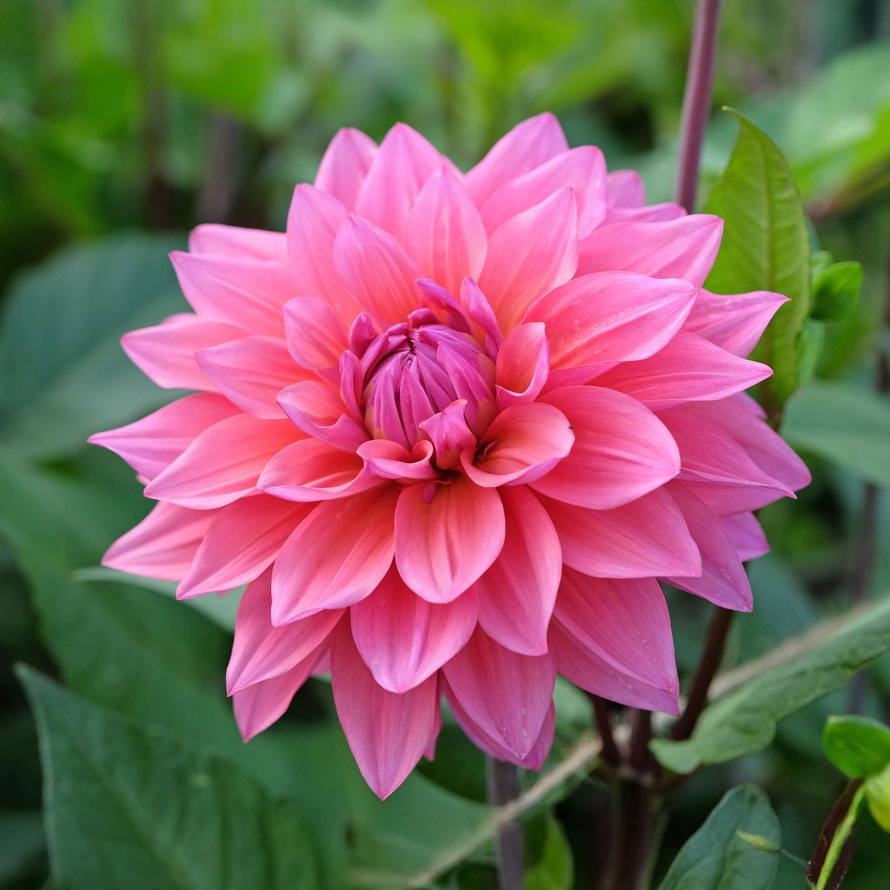 Dahlia Feline Yvonne - Willemse