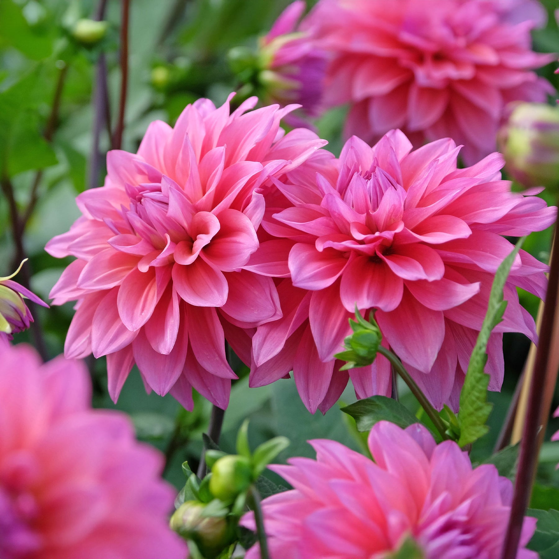 Dahlia Feline Yvonne -  Dahlia Feline Yvonne - Willemse