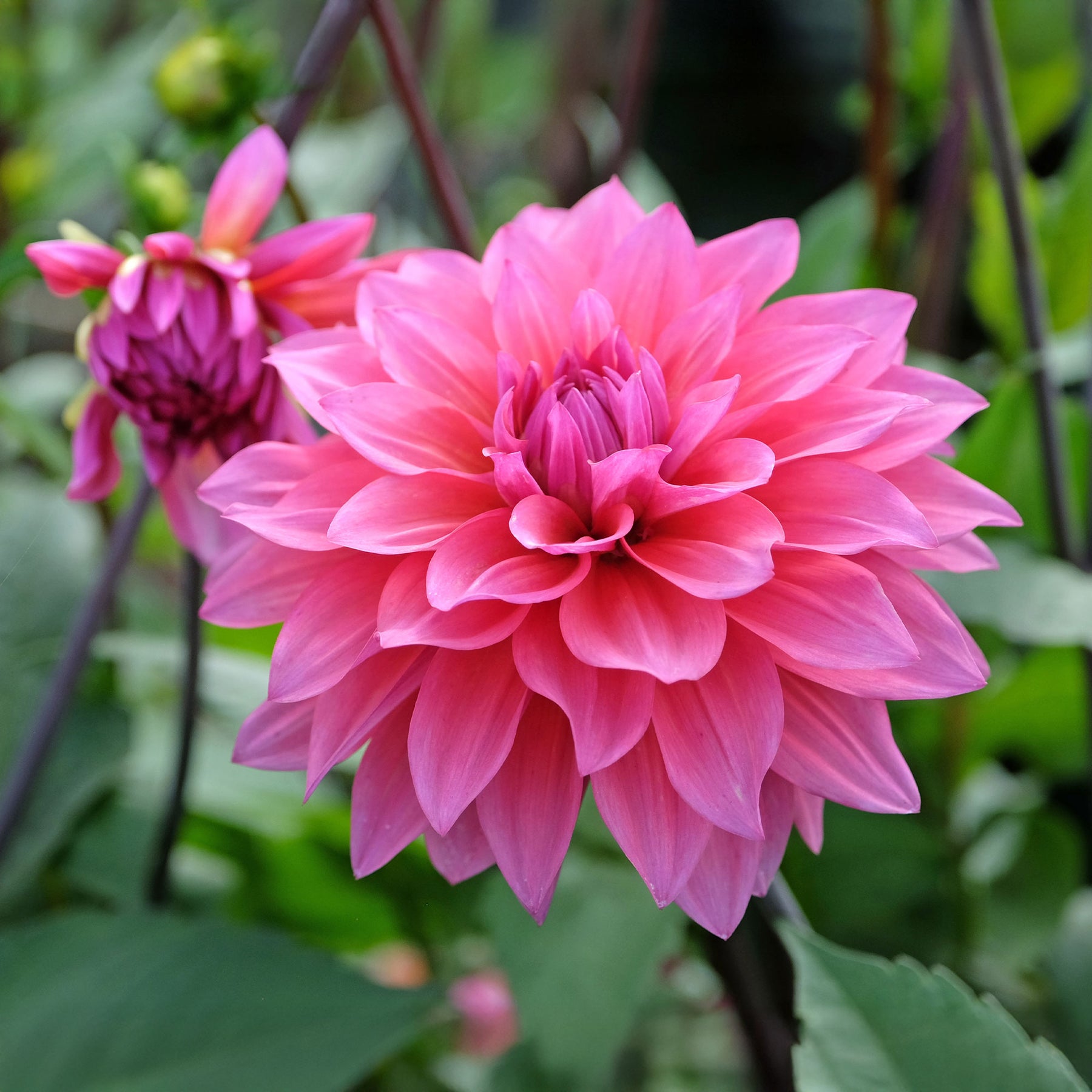 Dahlia Feline Yvonne - Dahlia Feline Yvonne - Dahlia