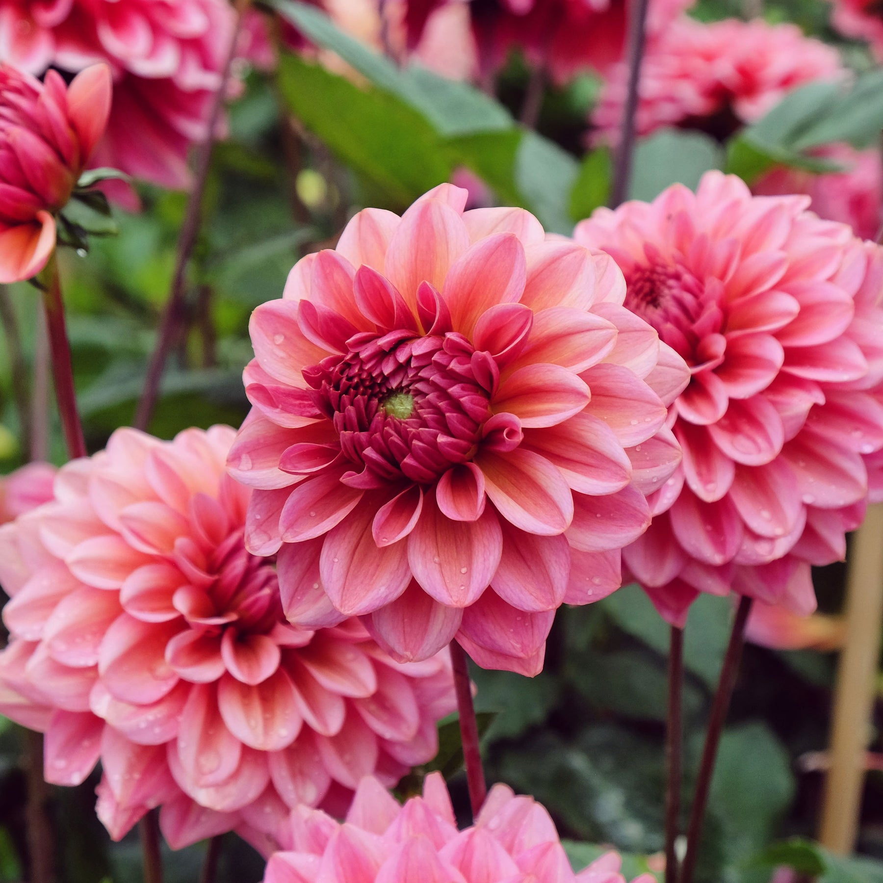 Dahlia Salmon Runner - Willemse