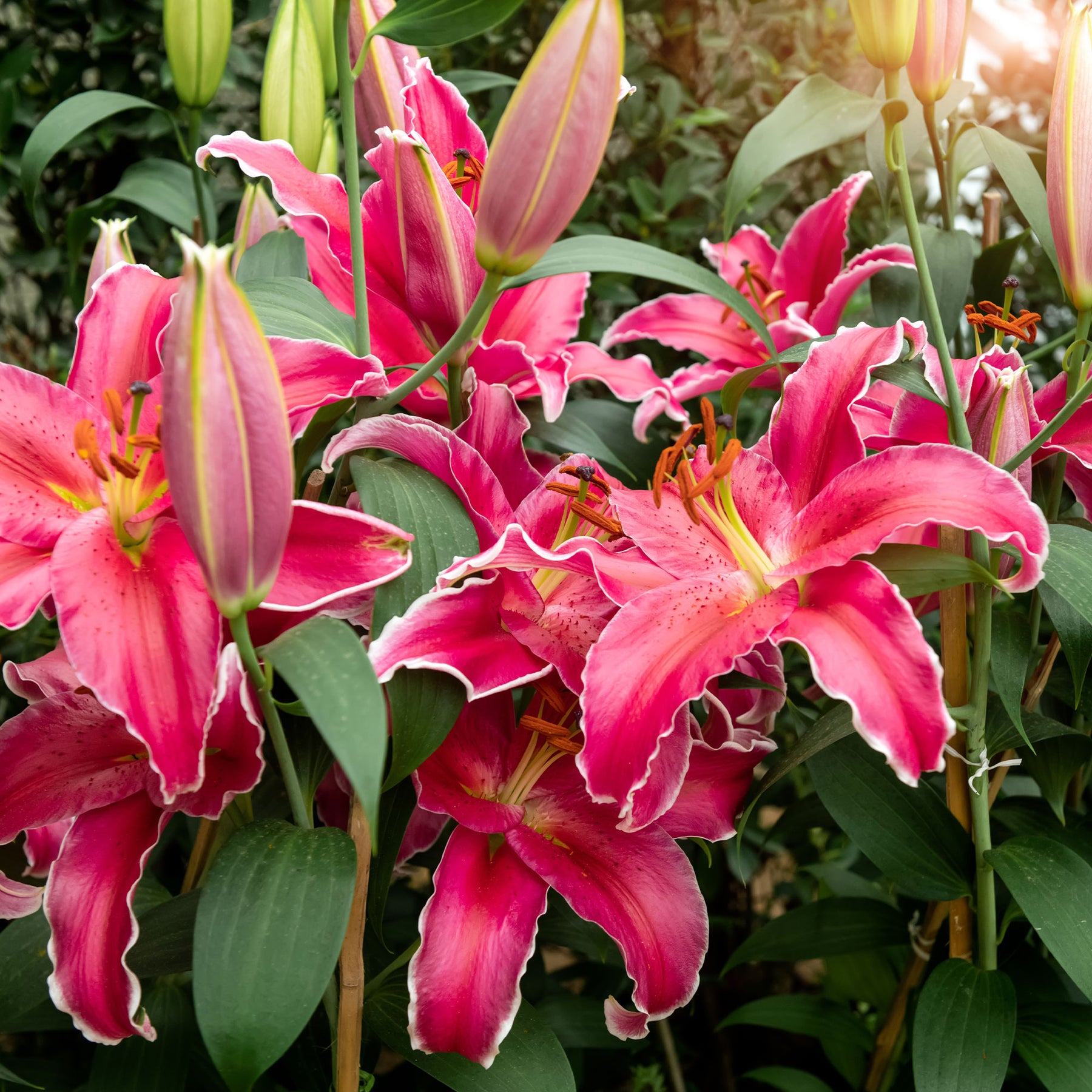 Lis Gomera - Willemse