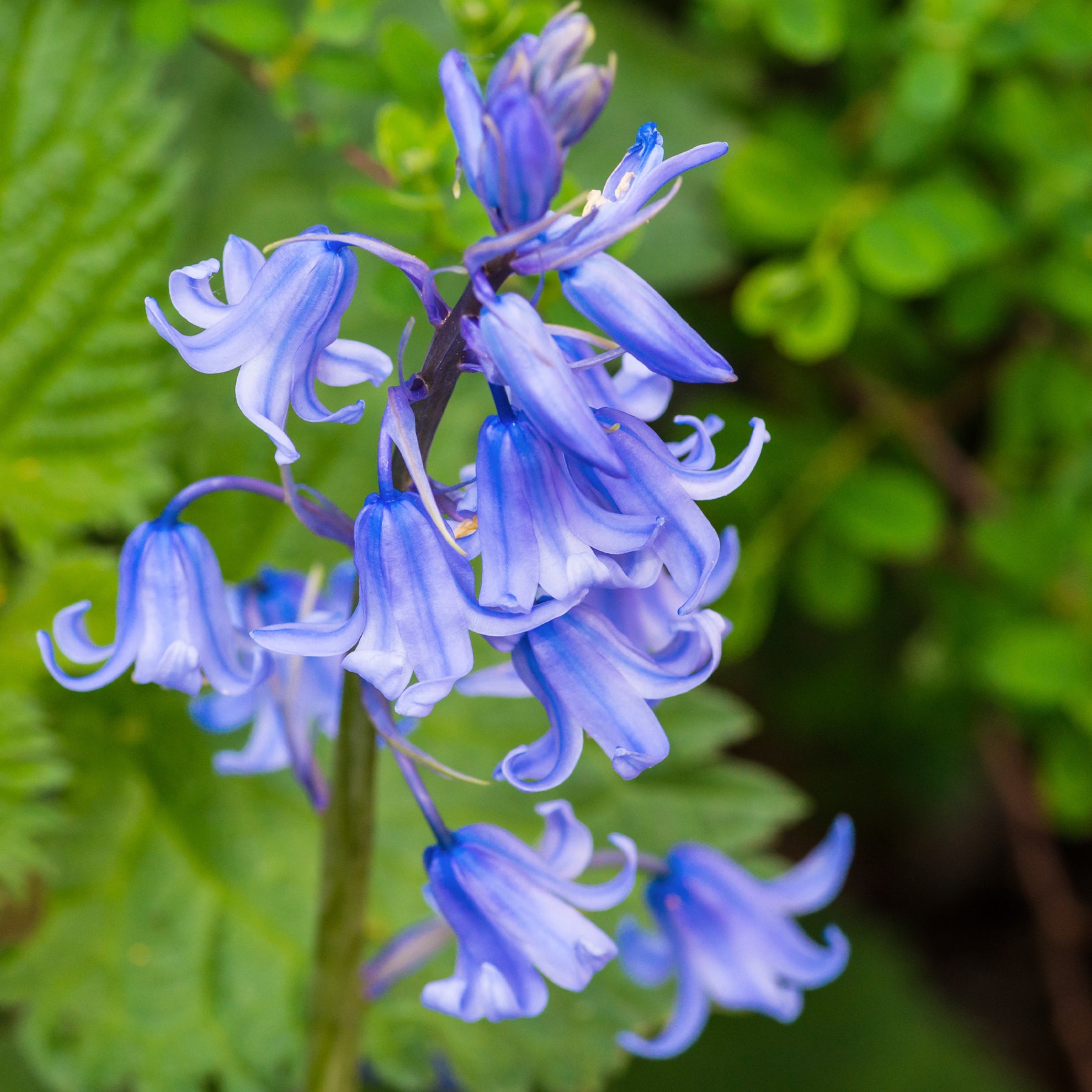 Scilla campanulata blue - Jacinthe des bois bleue - Jacinthe