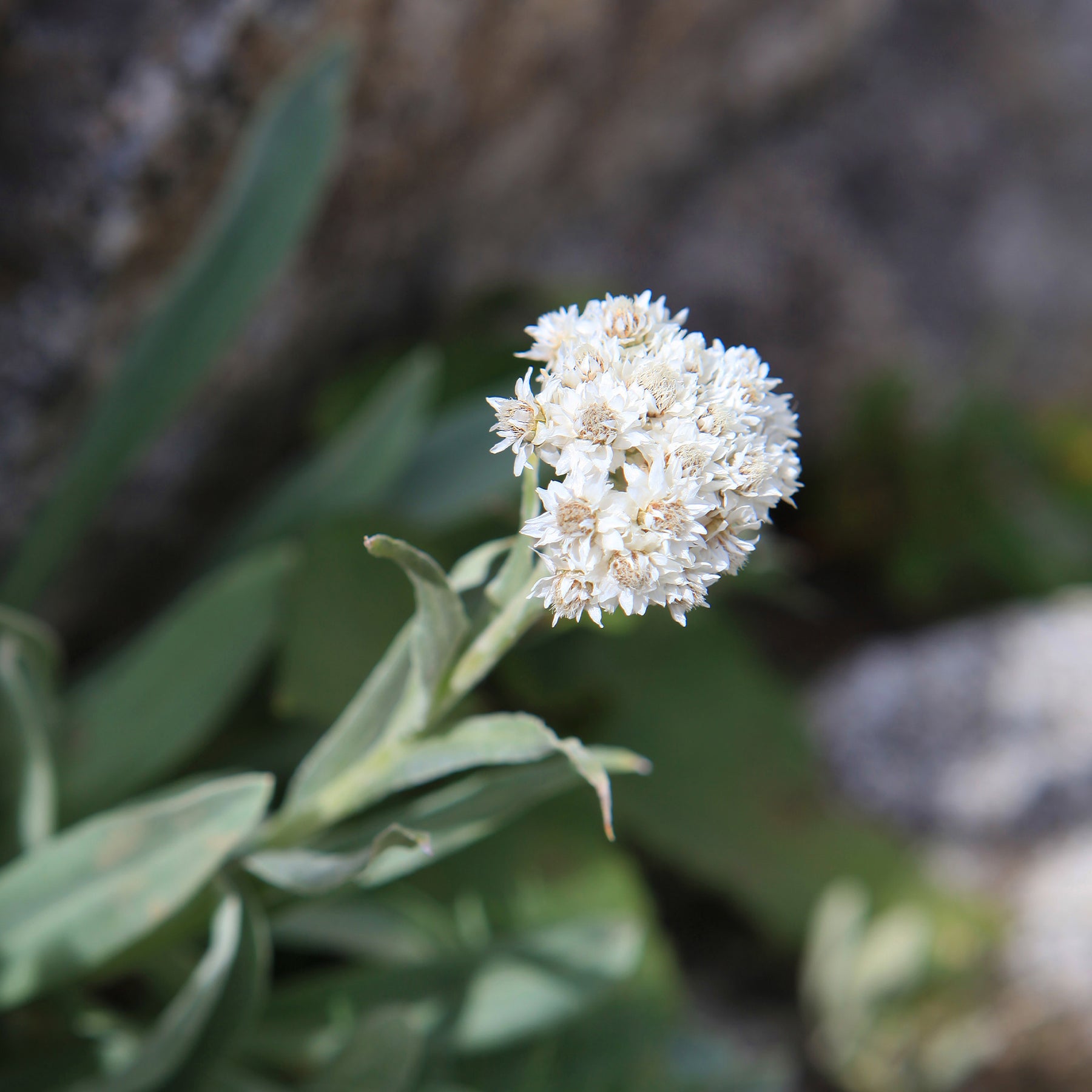 Anaphalis alpicola - Bouton d'argent des Alpes - Fleurs vivaces