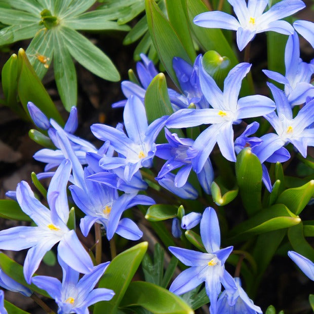 Chionodoxa forbesii blue giant - 10 Gloires des neiges bleue - Gloire des neiges