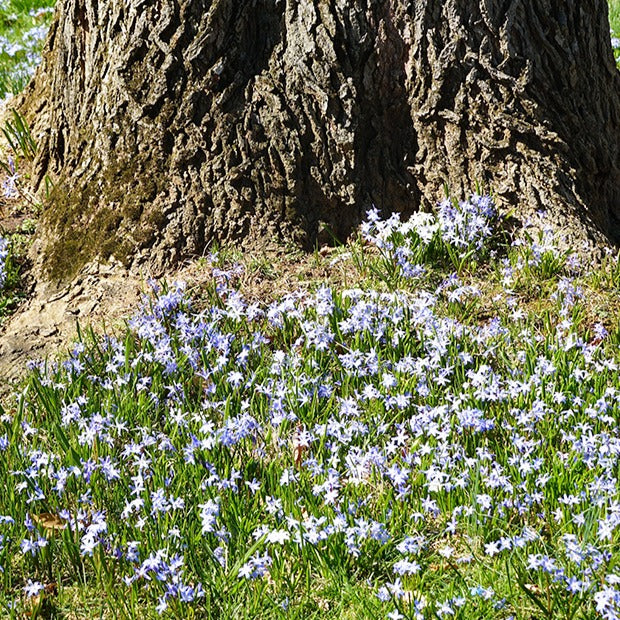 Gloire des neiges - 10 Gloires des neiges bleue - Chionodoxa forbesii blue giant