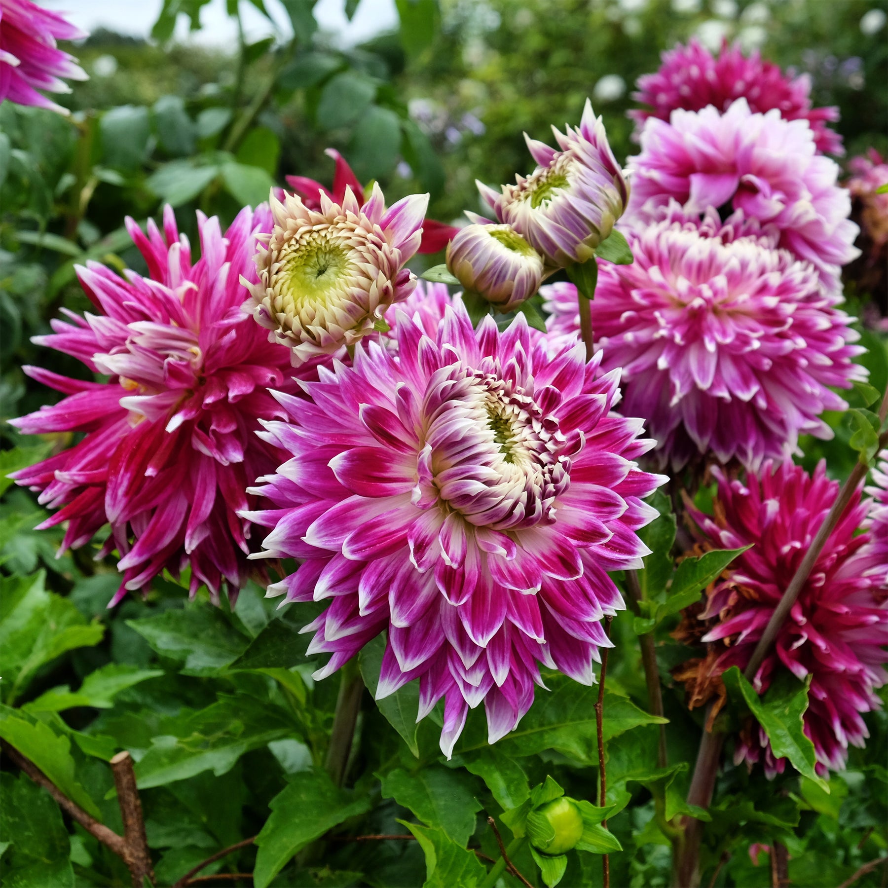 Dahlia 'vancouver' - 3 Dahlias à grandes fleurs Vancouver - Dahlia