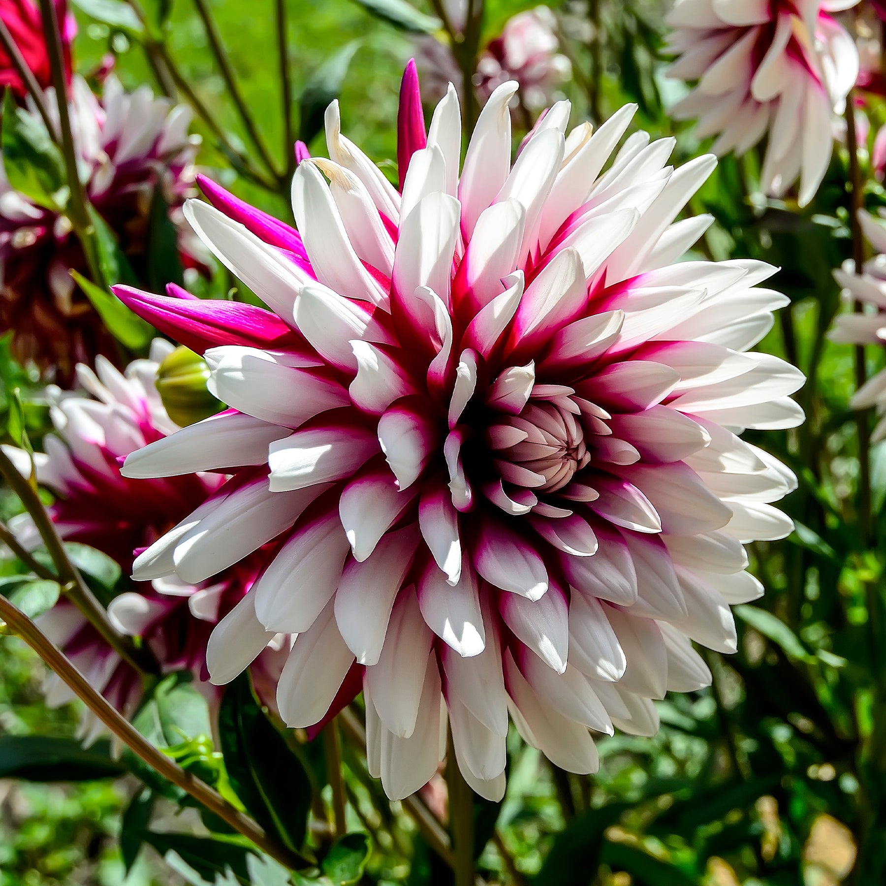 3 Dahlias Rebecca's World - Willemse
