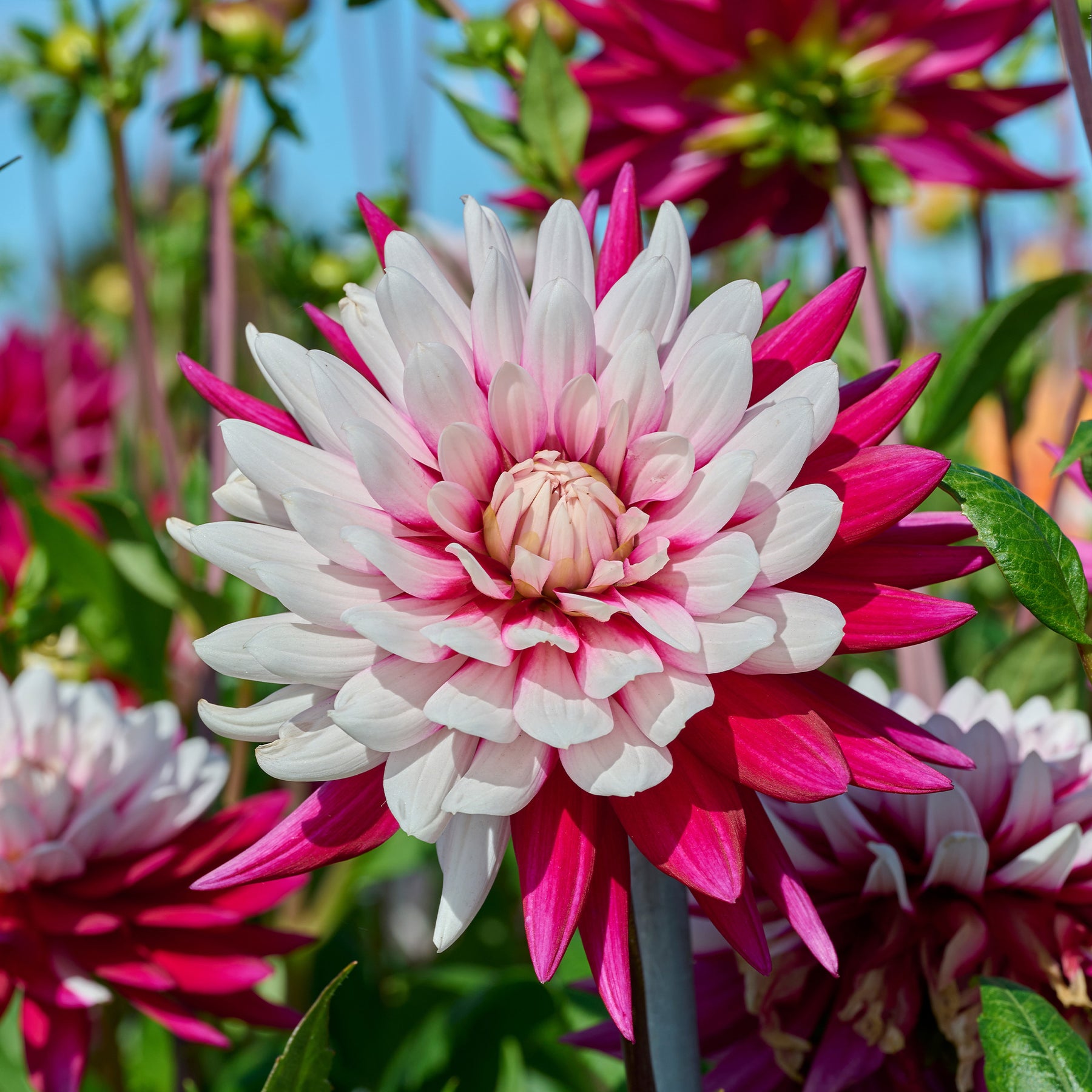 Dahlia 'rebecca's world' - 3 Dahlias Rebecca's World - Dahlia