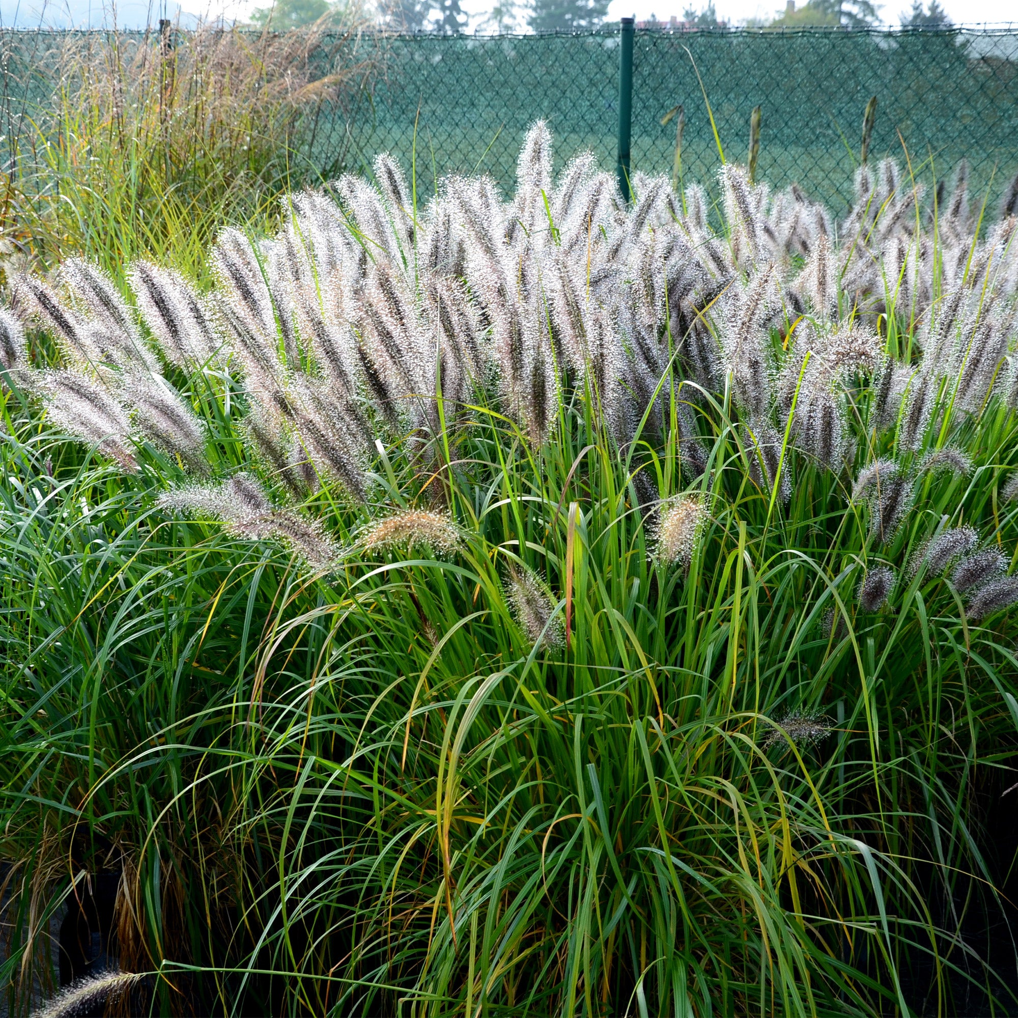 PENNISETUM ALOPECUROIDES 'HAMELN' - HERBE AUX ÉCOUVILLONS 'HAMELN PENNISETUM ALOPECUROIDES 'HAMELN' - HERBE AUX ÉCOUVILLONS 'HAMELN