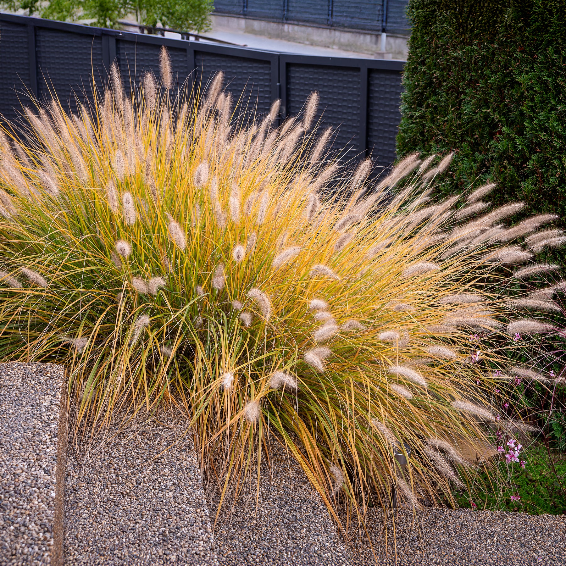 Vente Herbe aux écouvillons Hameln - Pennisetum - Pennisetum alopecuroides Hameln