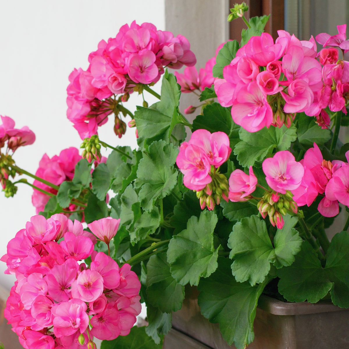 Géranium zonale rose - Pelargonium zonale - Willemse