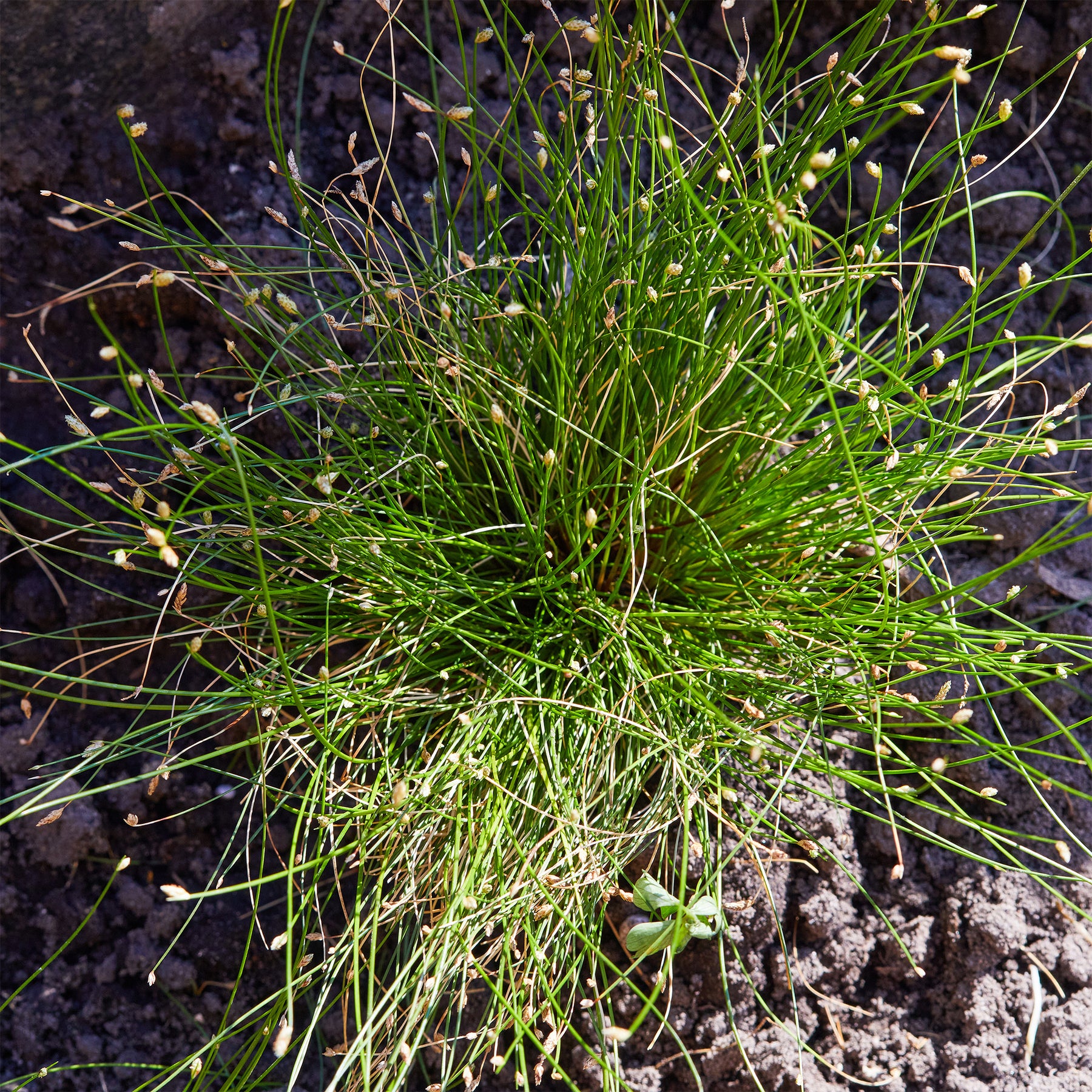 Isolepis cernua - Scirpe infléchi Herbe fibre optique - Plantes de berges