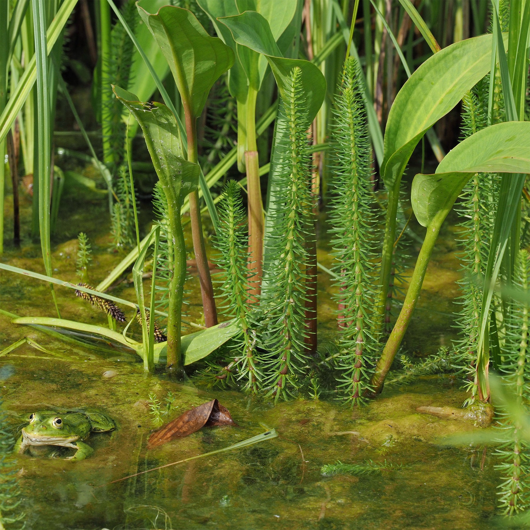 Plantes oxygénantes - Pesse d'eau - Hippuris vulgaris - Hippuris vulgaris