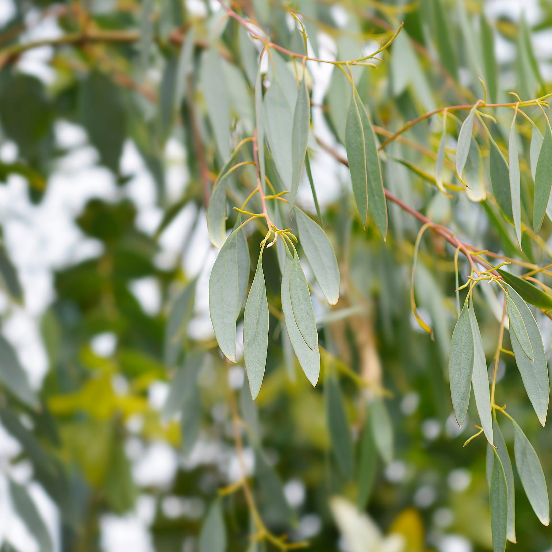 Eucalyptus gunnii - Eucalyptus gunnii - Eucalyptus