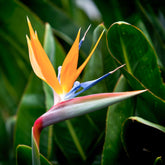 Oiseau du paradis nain - Willemse
