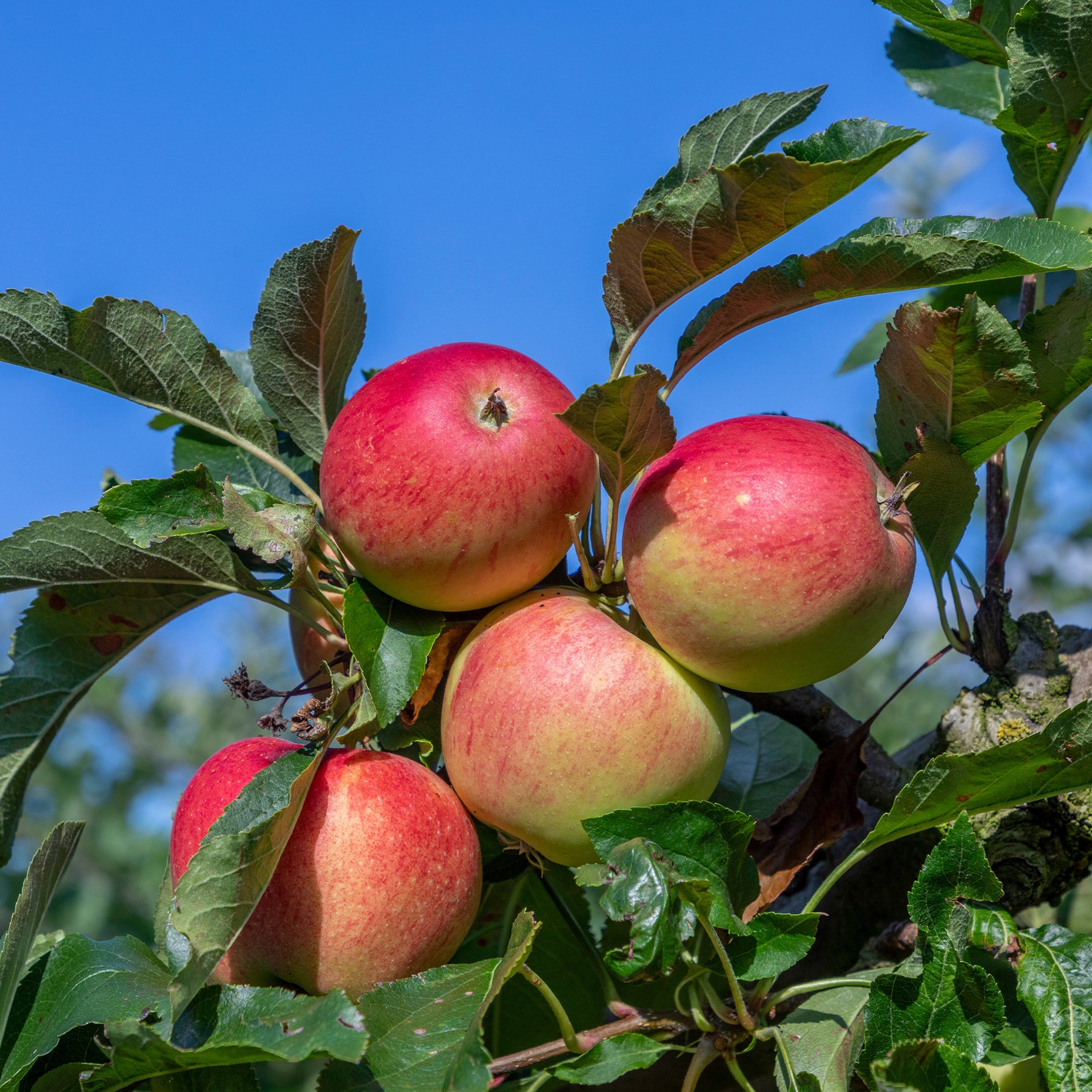 Vente Pommier Gala - Malus domestica Gala