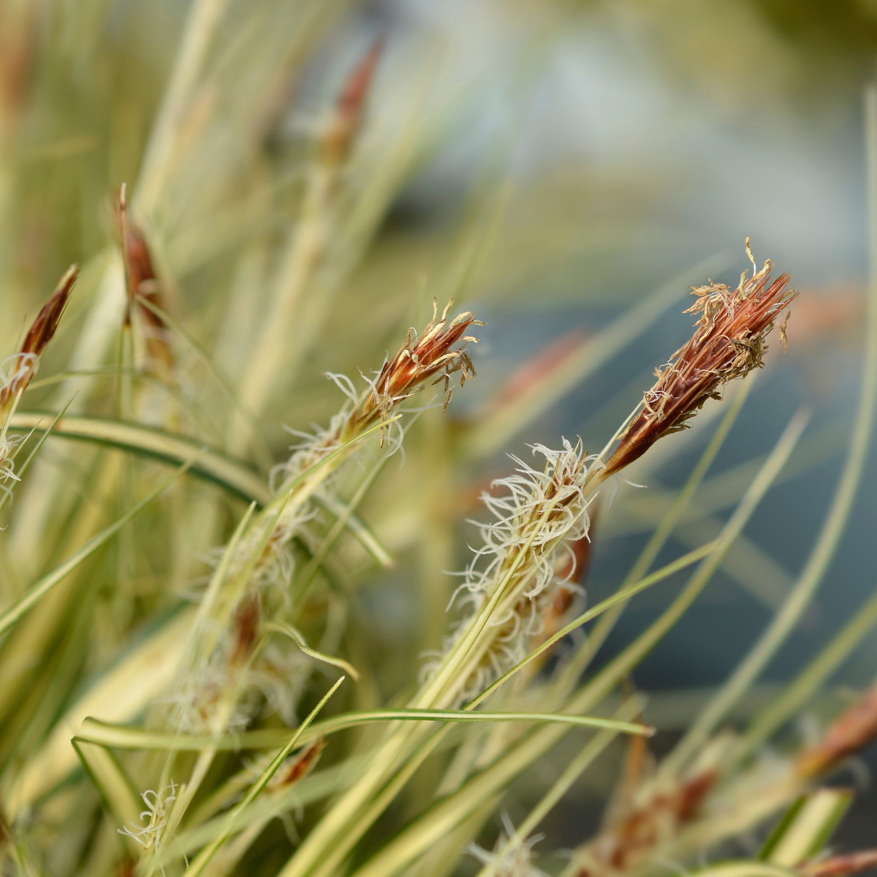 Vente Laîche d'Oshima Evergold - Carex Evergold