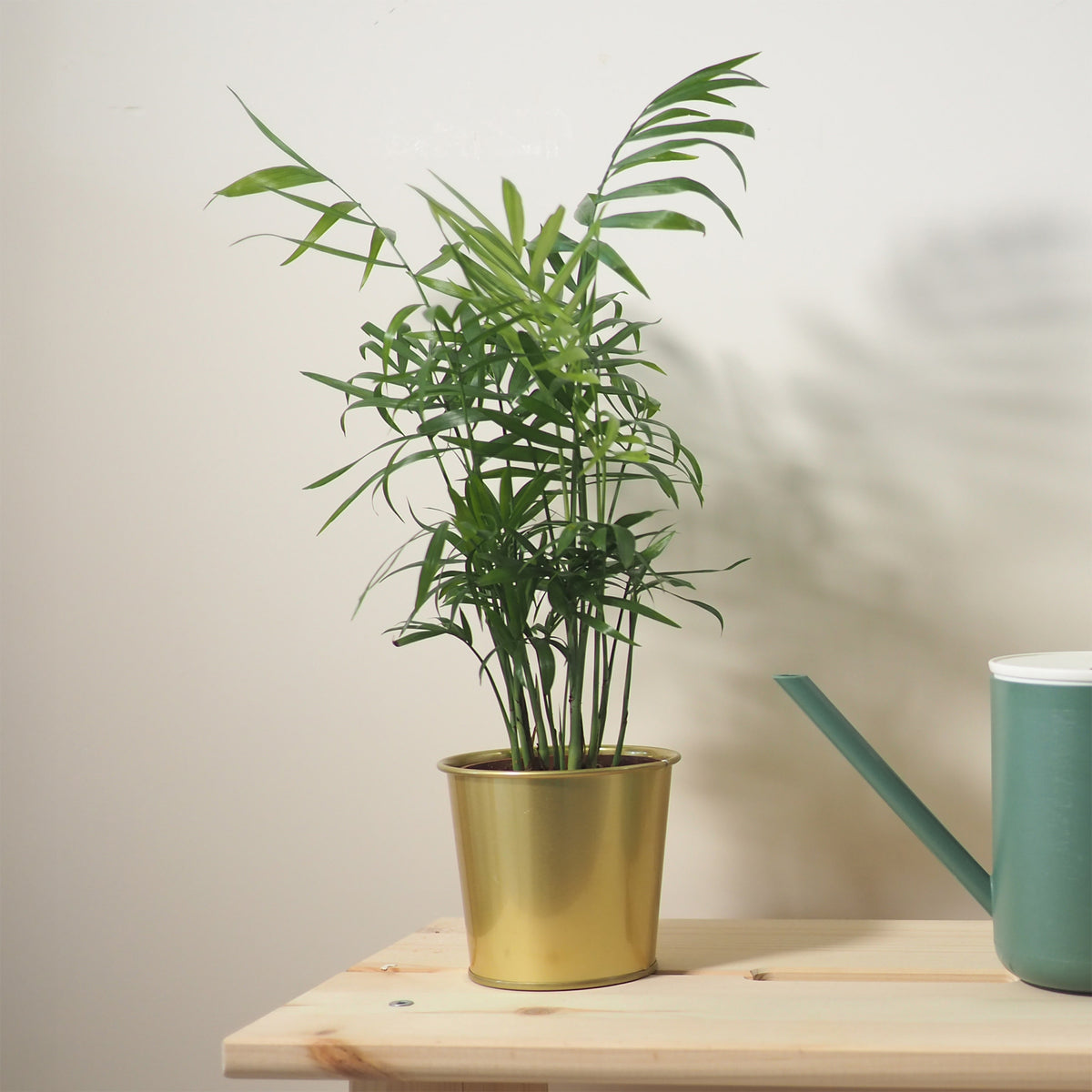 Palmier nain - Palmier des montagnes - Chamaedorea elegans - Willemse