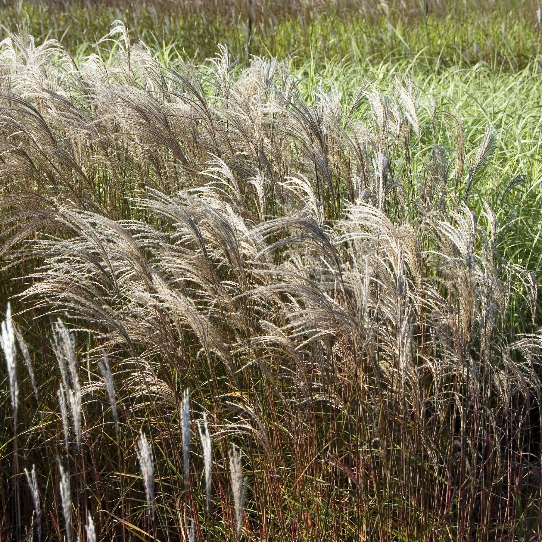 Eulalie Adagio - Willemse