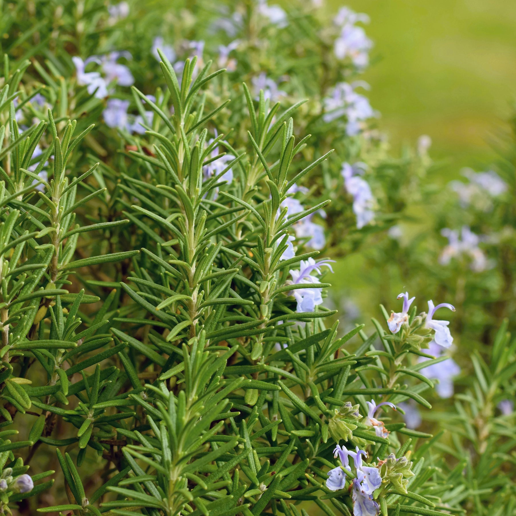 Romarin officinal - Rosmarinus officinalis - Willemse