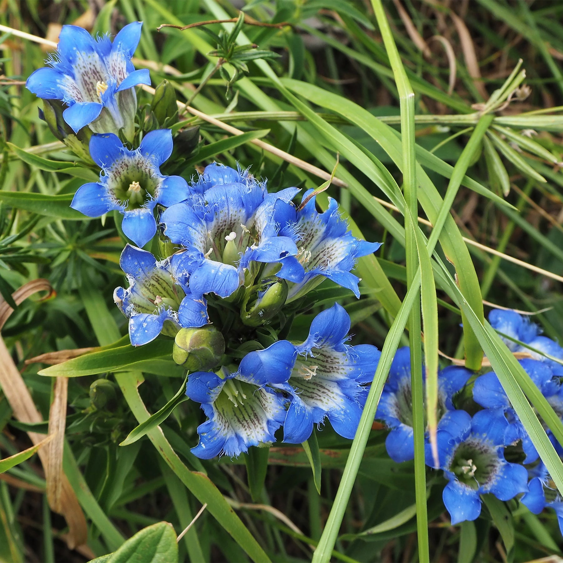 Gentiane d'été - Gentiana septemfida - Willemse
