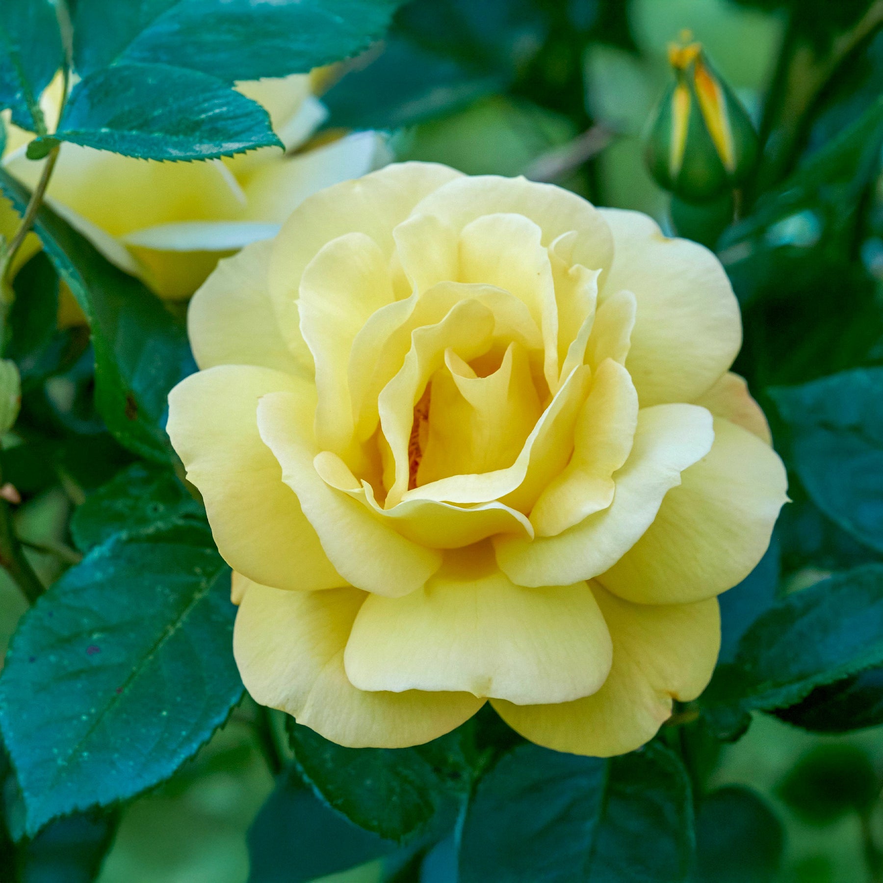 Rosier Arthur Bell® - Rosa floribunda arthur bell® - Willemse