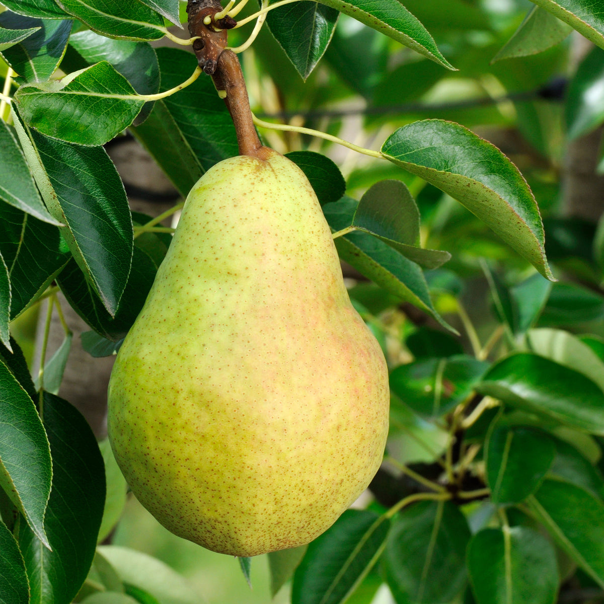 Poirier William's - Bon Chrétien - Pyrus communis William's ('bon chrétien') - Willemse
