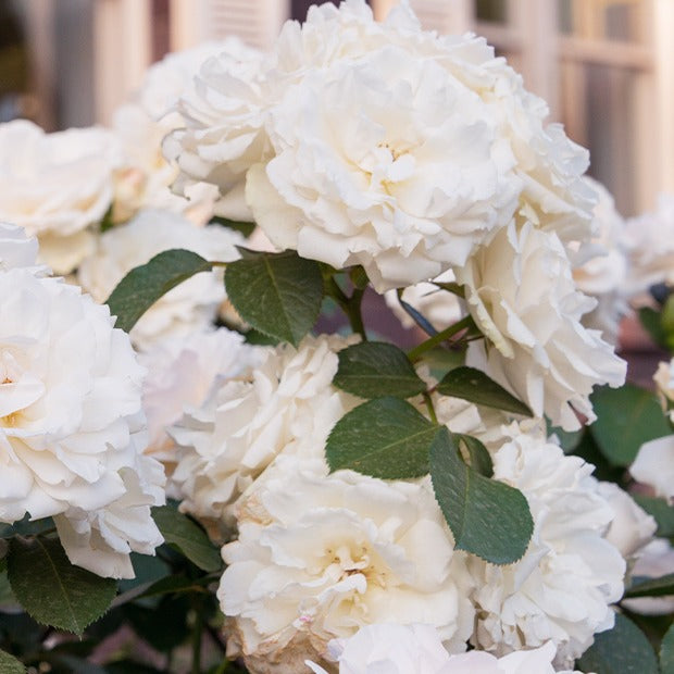 Rosier couvre-sol - Rosier Princesse de Galles ® Hardinkum - Rosa floribunda princesse de galles ® hardinkum
