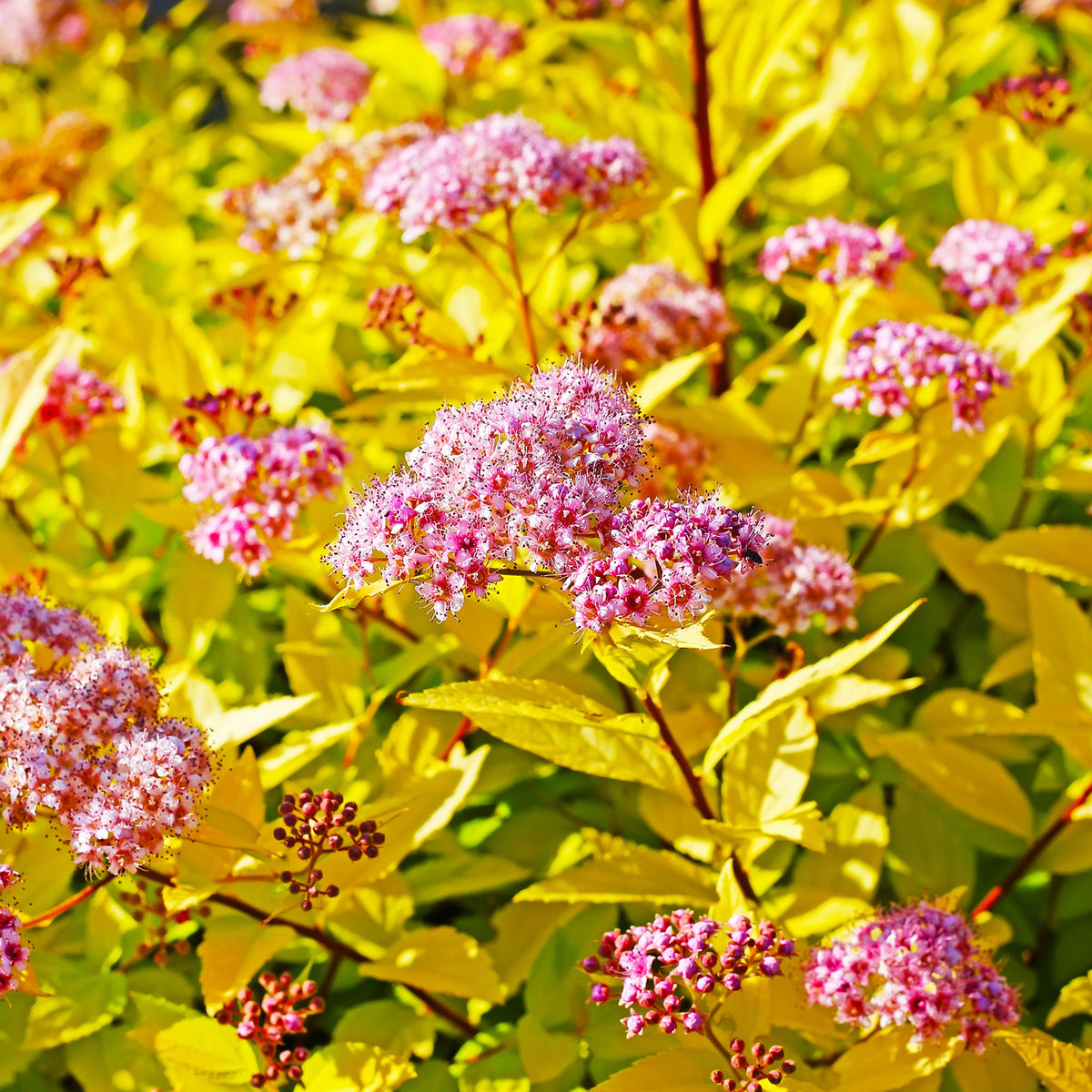 Spirée du Japon Goldflame - Spiraea japonica goldflame - Willemse