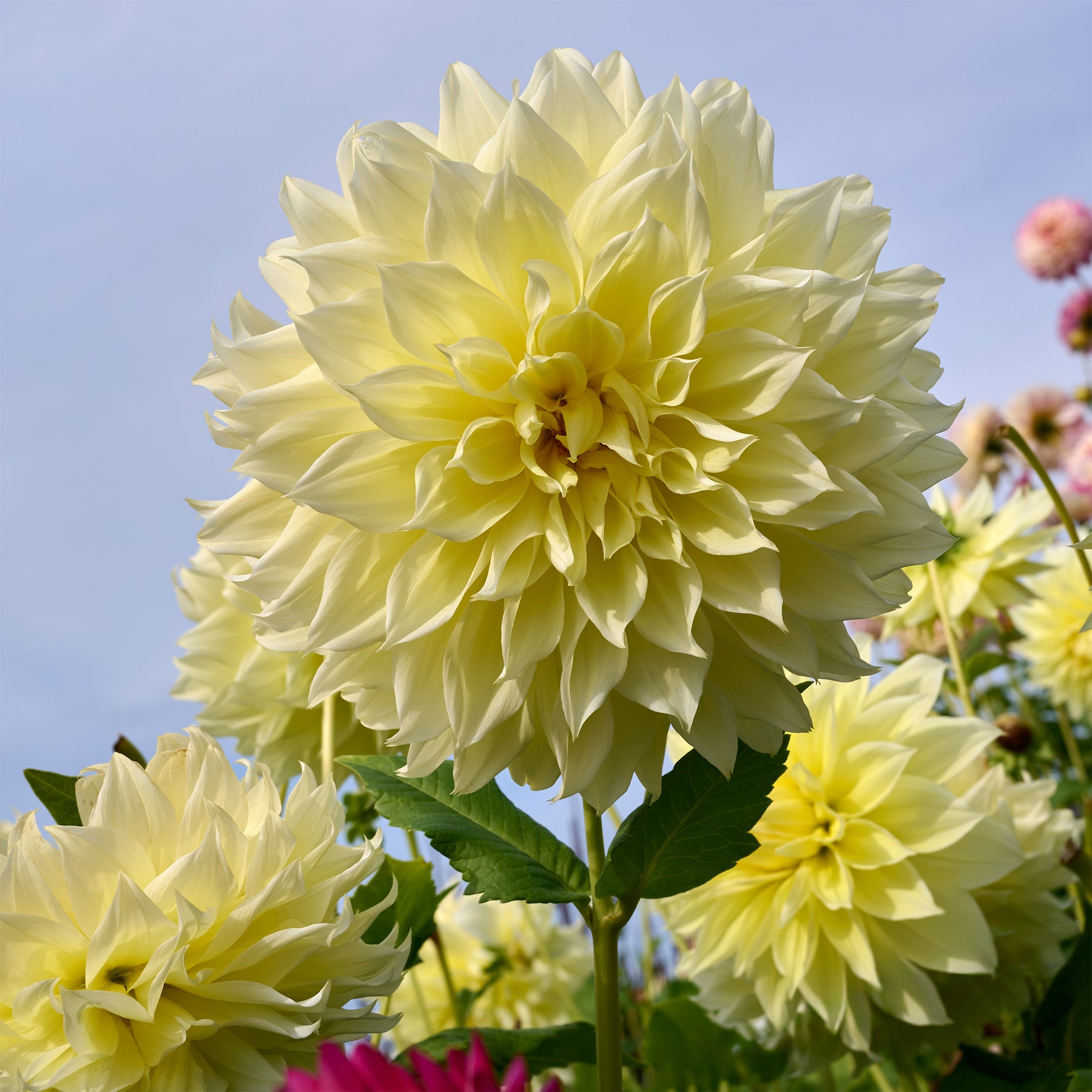 Dahlia 'kelvin floodlight' - 3 Dahlias Kelvin Floodlight - Dahlia