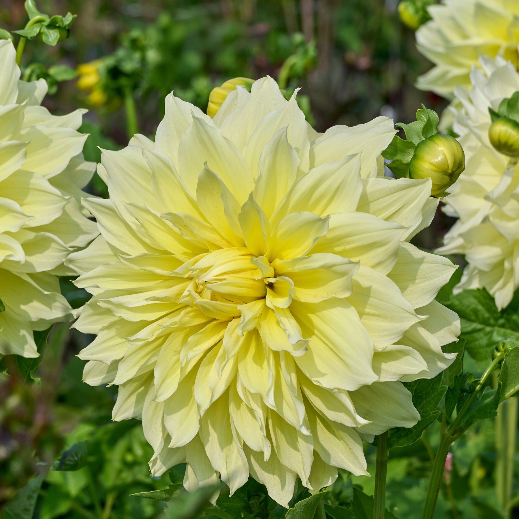 Dahlia - 3 Dahlias Kelvin Floodlight - Dahlia 'kelvin floodlight'