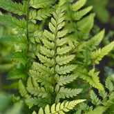 Aspidie de Corée - Fougère - Willemse