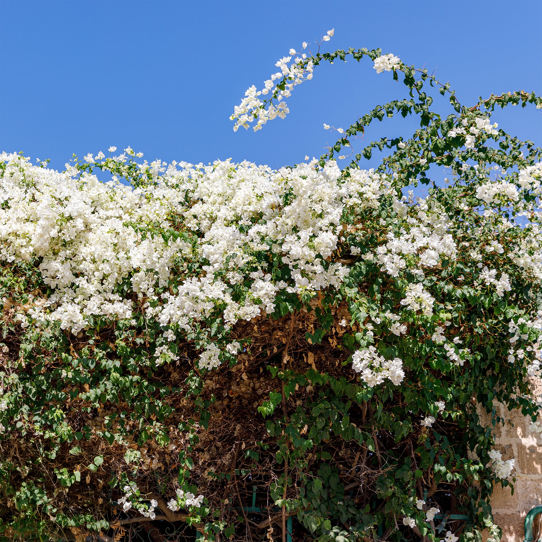 Bougainvillier Blanc - Willemse