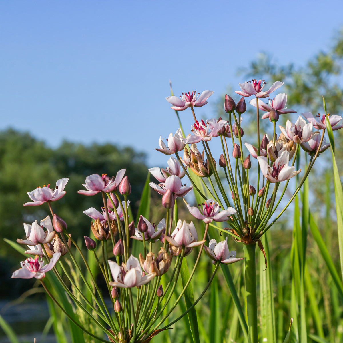 Jonc fleuri Butome en ombelle - Willemse