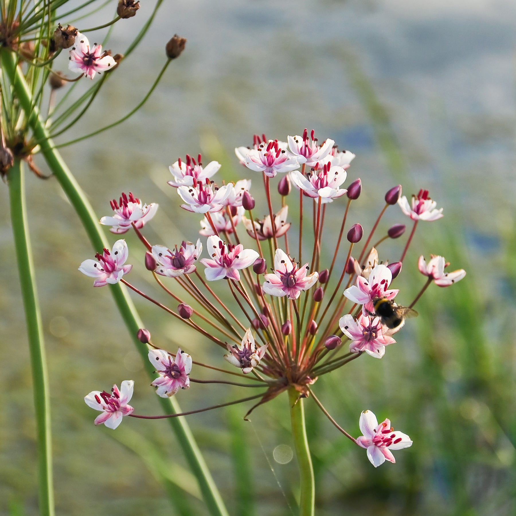 Butomus umbellatus - Jonc fleuri Butome en ombelle - Jonc