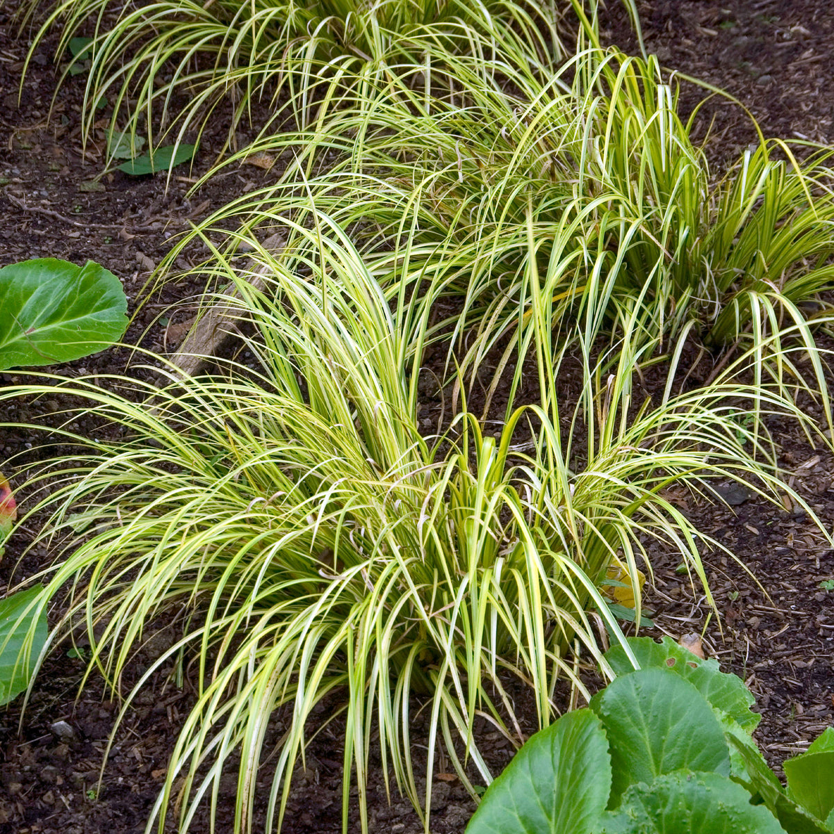 Jonc japonais panaché - Acorus gramineus Ogon - Willemse