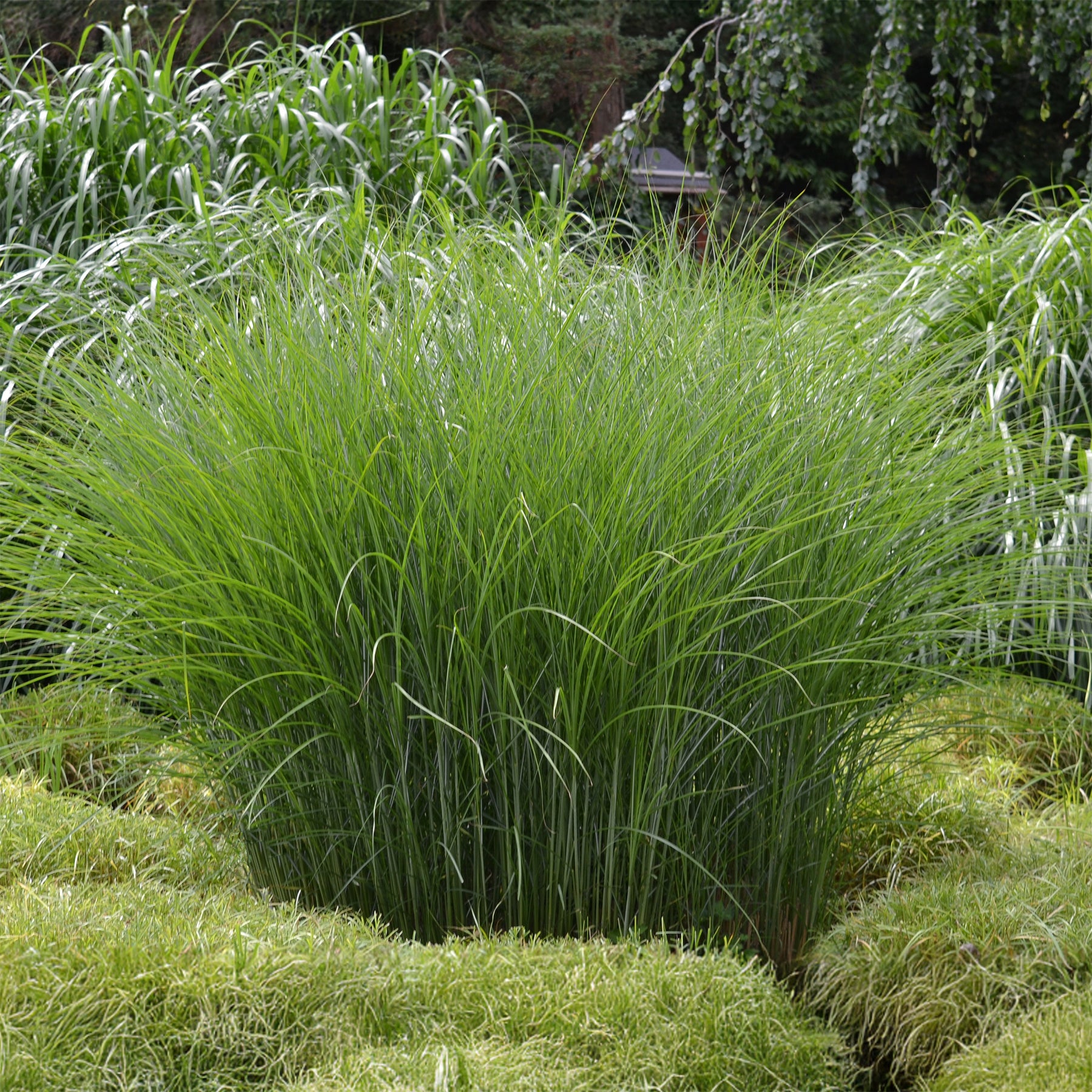 Eulalie Gracillimus - Miscanthus sinensis gracillimus - Willemse