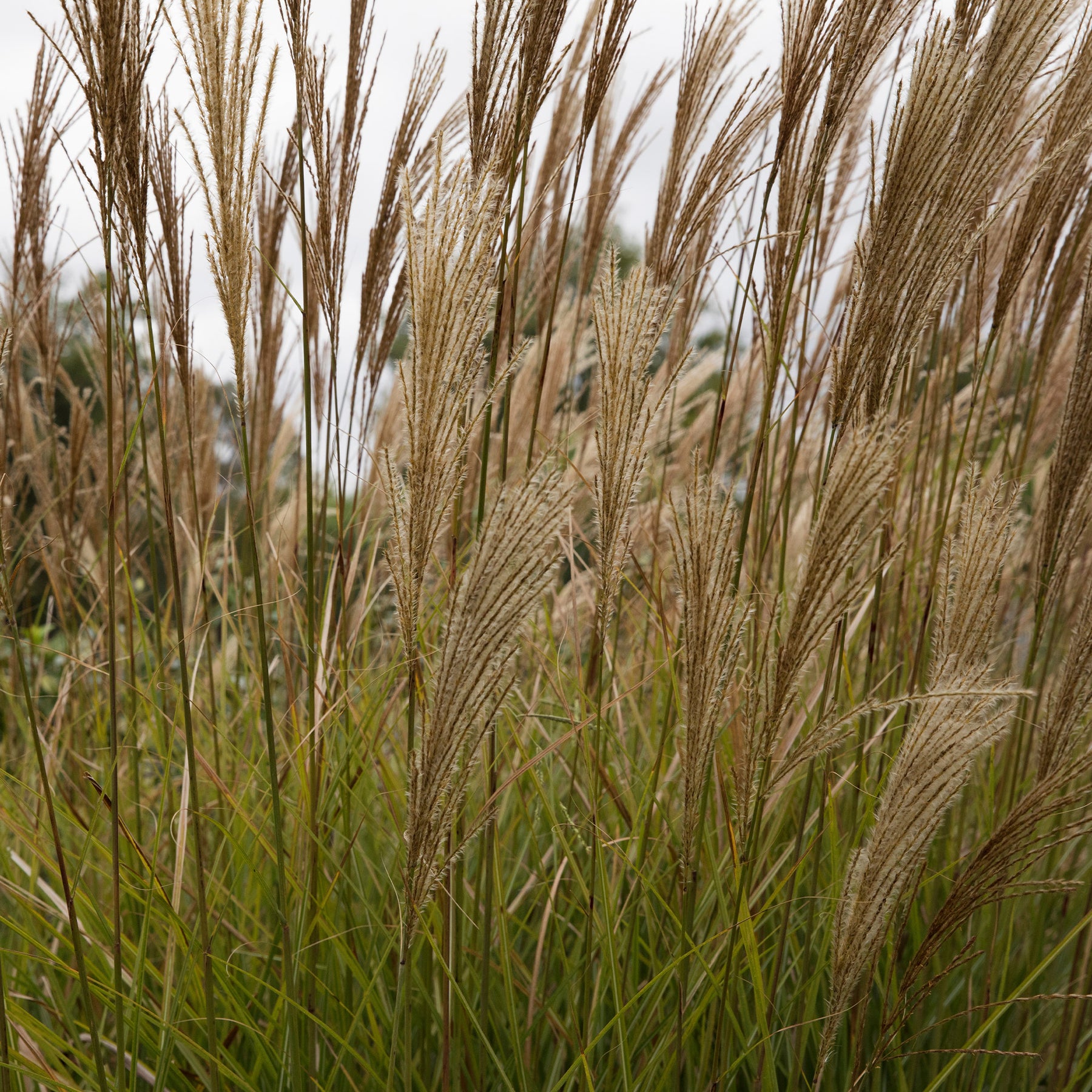 Miscanthus sinensis gracillimus - Eulalie Gracillimus - Eulalie - Roseau de Chine