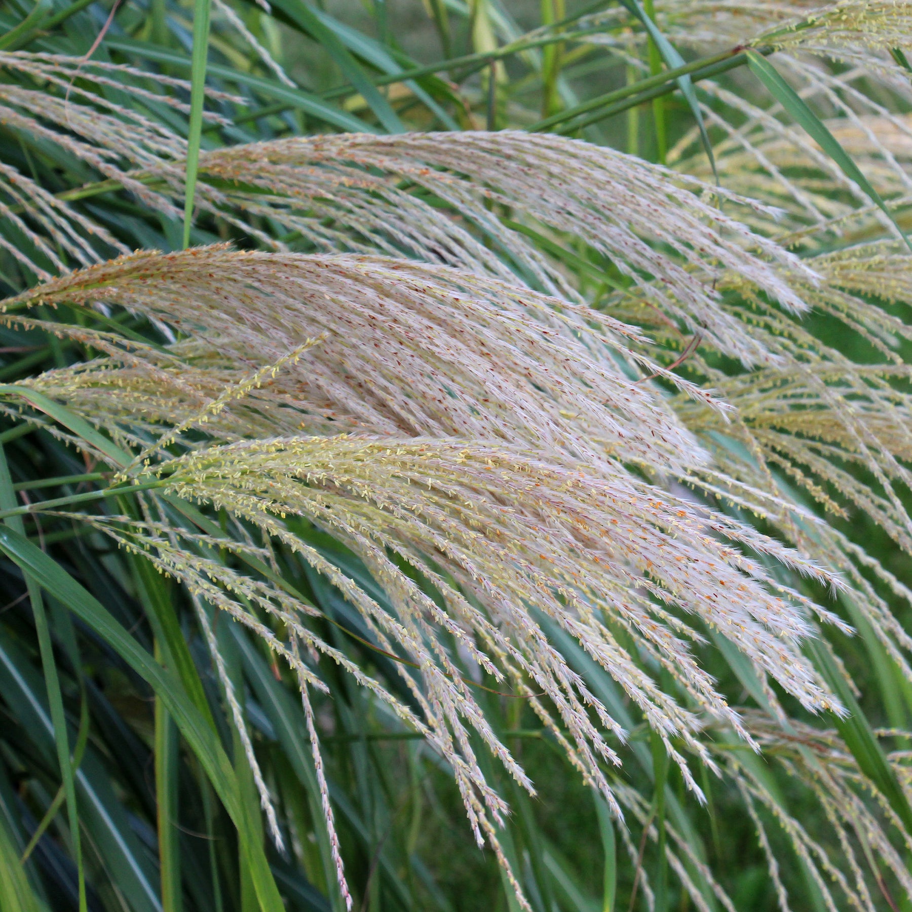 Eulalie - Roseau de Chine - Eulalie Gracillimus - Miscanthus sinensis gracillimus