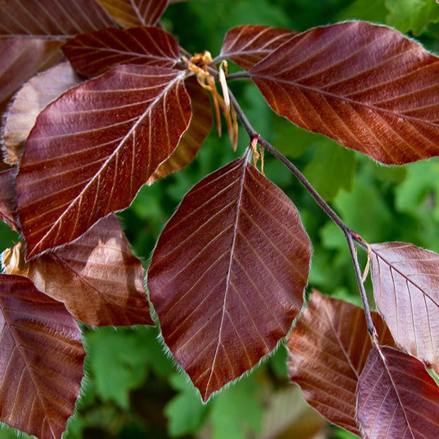 Fagus sylvatica purpurea - Haie de hêtres pourpres - Arbustes de haie