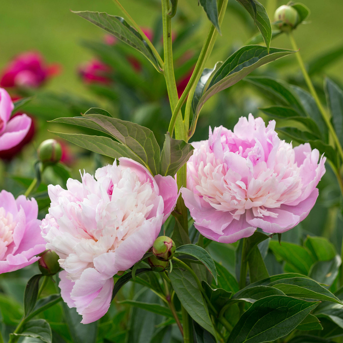 Pivoine Sorbet - Willemse