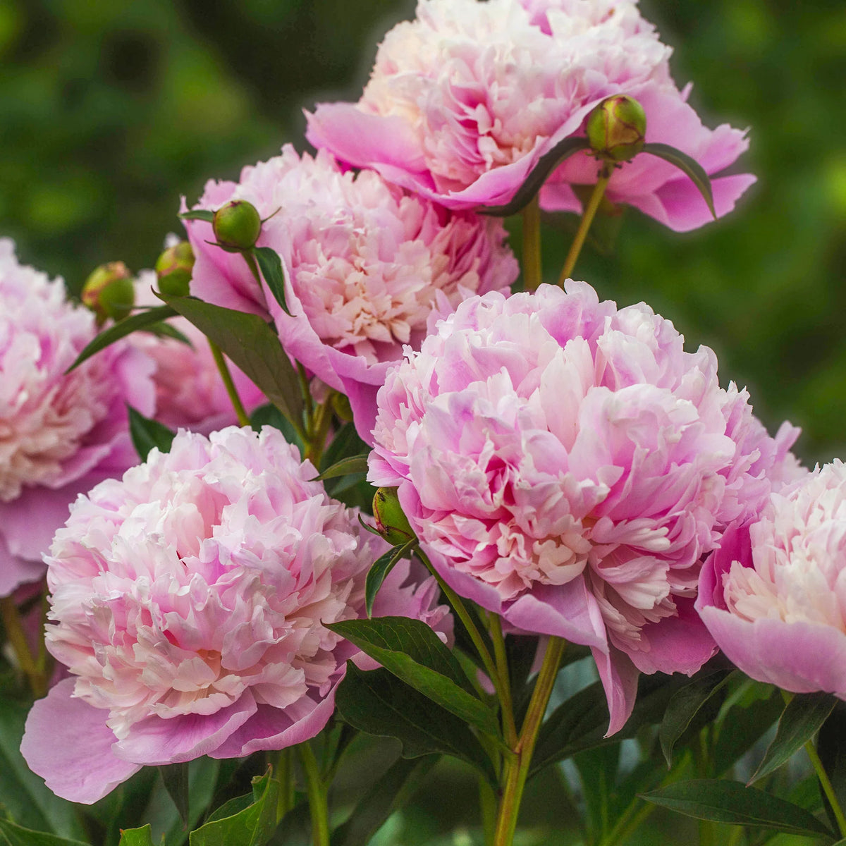 Duo de Pivoines rouge et rose - Paeonia lactiflora Sorbet, Karl Rosenfield - Willemse