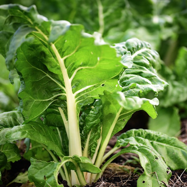 Poirée Blonde à cardes blanches 2 - Beta vulgaris cicla blonde à cardes blanches 2 - Potager