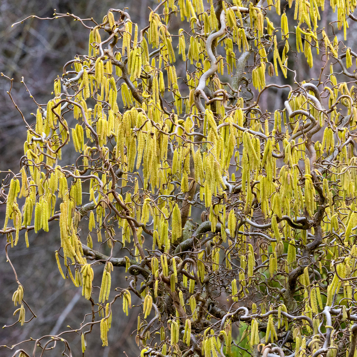 Noisetier tortueux - Corylus avellana 'contorta' - Willemse