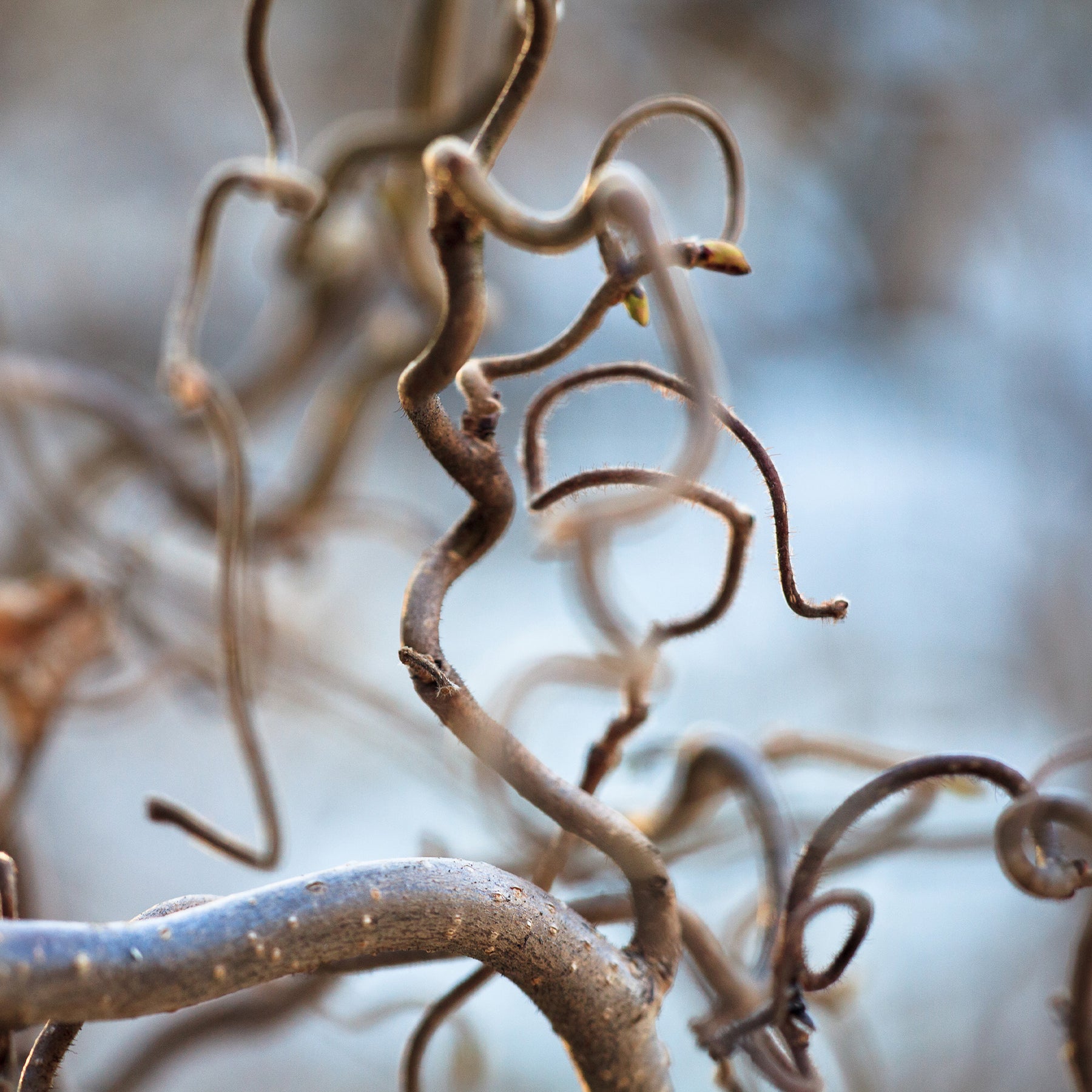 Corylus avellana 'contorta' - Noisetier tortueux - Noisetier