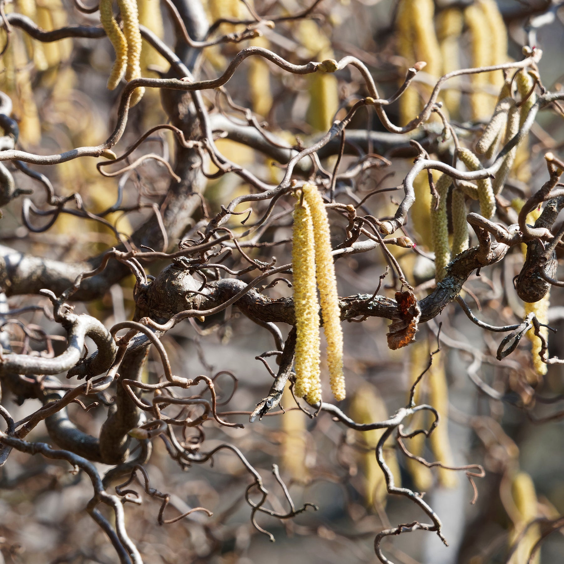 Noisetier - Noisetier tortueux - Corylus avellana 'contorta'