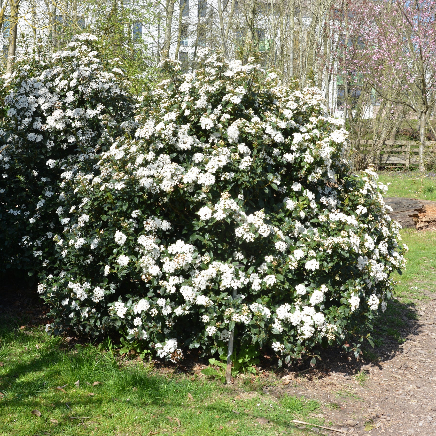 Viburnum tinus - Viorne tin - Viornes