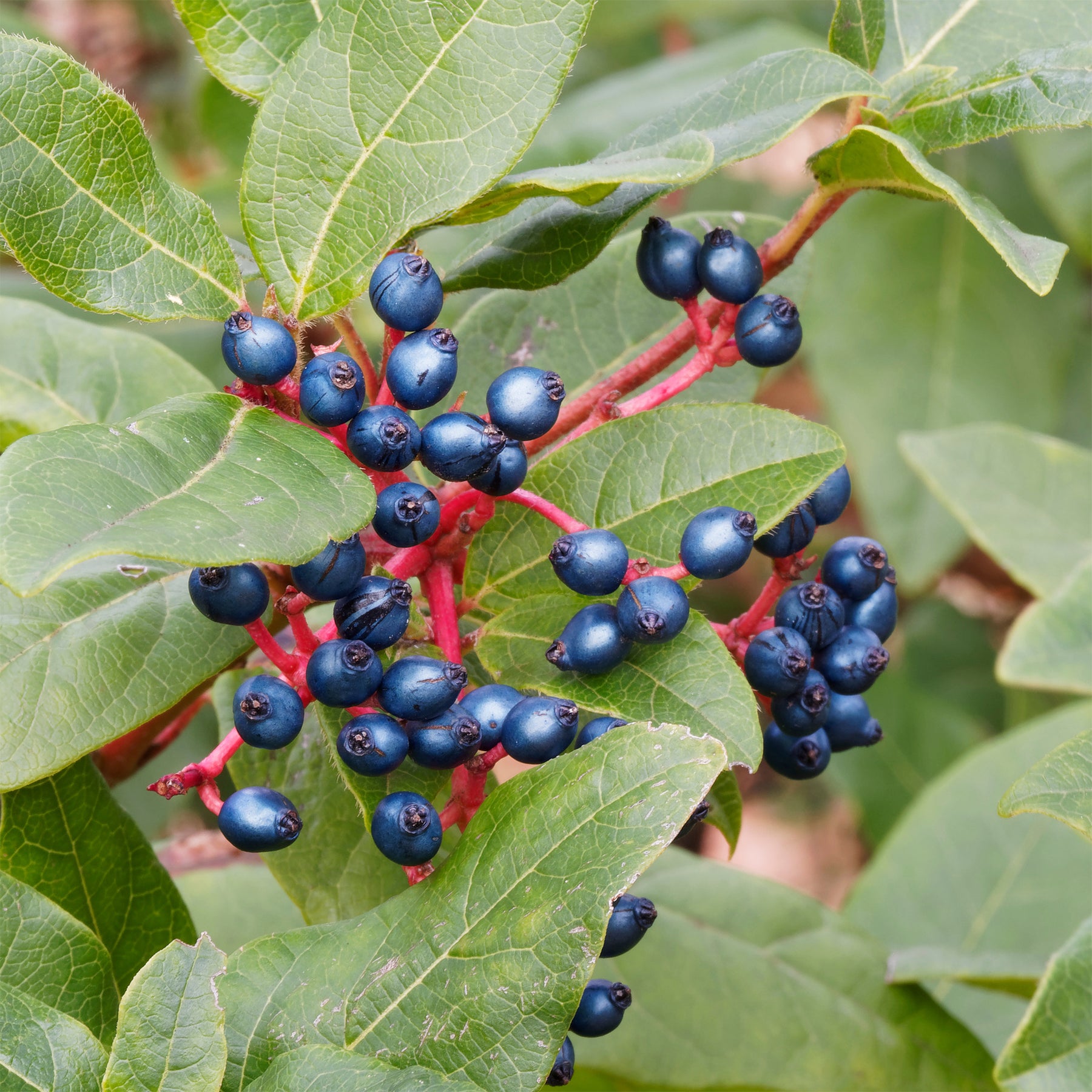 Viornes - Viorne tin - Viburnum tinus