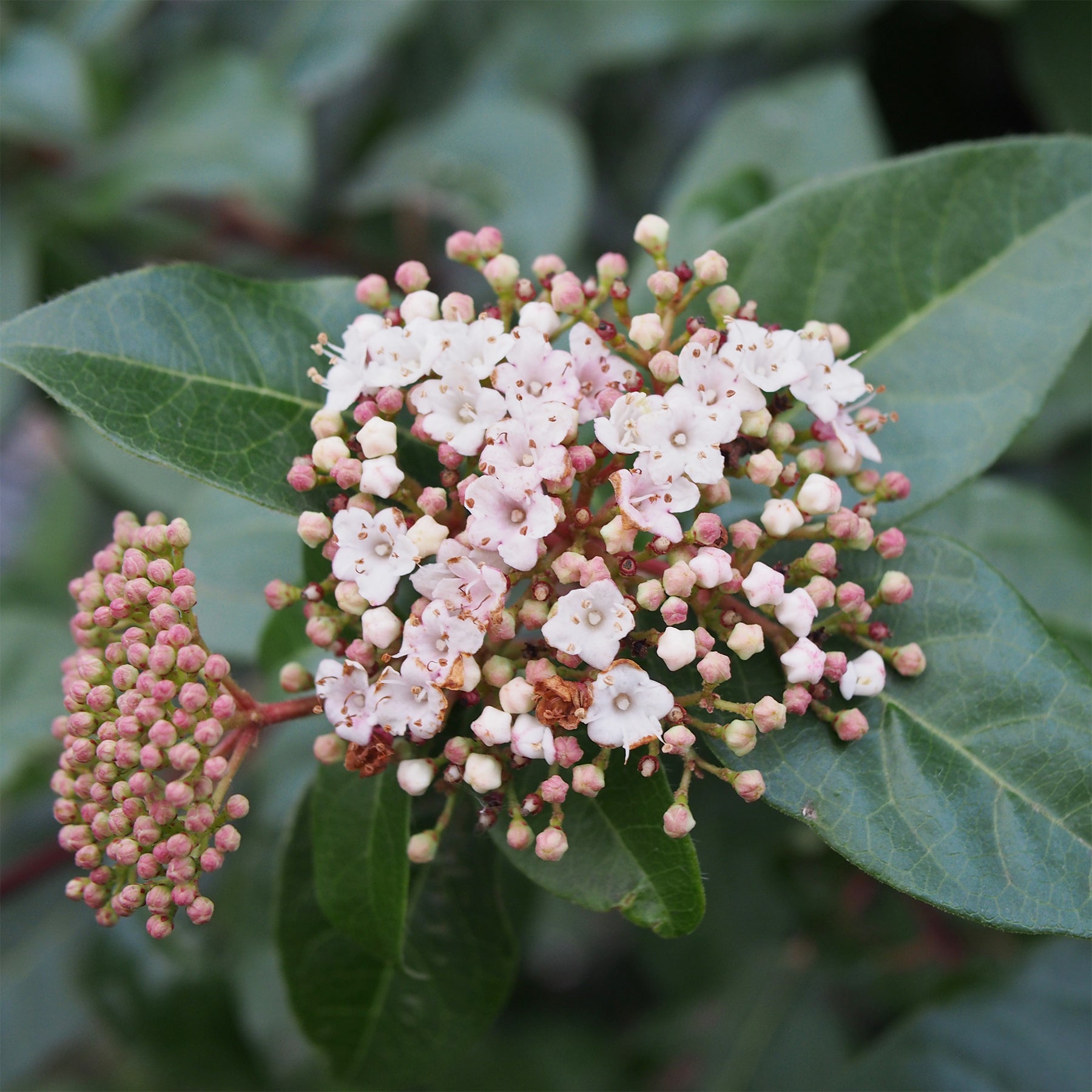 Vente Viorne tin - Viburnum tinus
